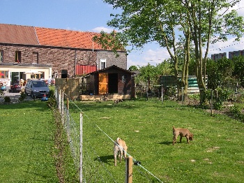 clôture electrique pour chien pas cher